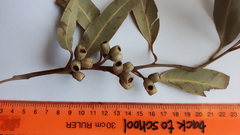 Eucalypteae