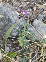 Dalea bicolor