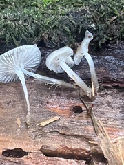 Mycena laevigata