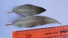 Eucalypteae