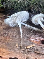 Mycena laevigata