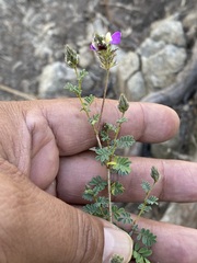 Dalea bicolor