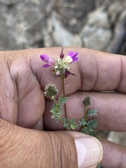 Dalea bicolor