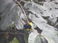 Melanochlora sultanea