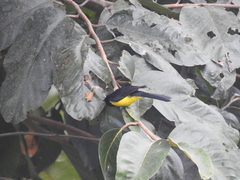 Melanochlora sultanea