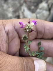 Dalea bicolor