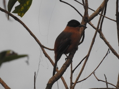 Heterophasia capistrata