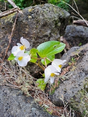 Begonia semperflorens-cultorum