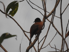 Heterophasia capistrata