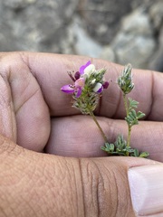Dalea bicolor