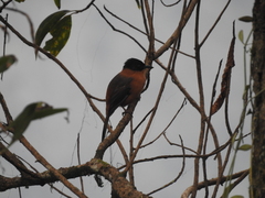 Heterophasia capistrata