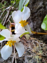 Begonia semperflorens-cultorum