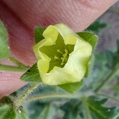 Emmenanthe penduliflora penduliflora