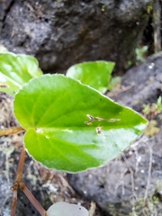 Begonia semperflorens-cultorum