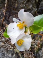 Begonia semperflorens-cultorum