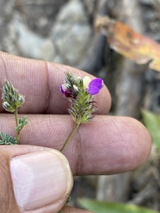 Dalea bicolor