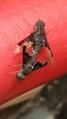 Anthrax dolabratus