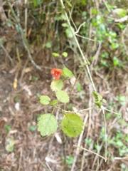 Rhabdothamnus solandri