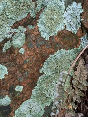 Physcia atrostriata