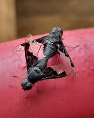 Anthrax dolabratus
