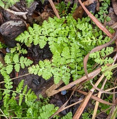 Woodsia obtusa