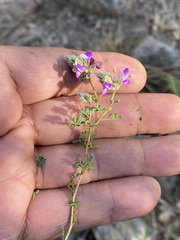 Dalea bicolor