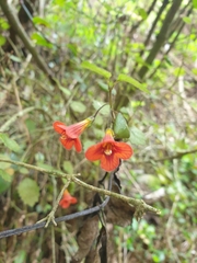 Rhabdothamnus solandri