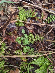 Woodsia obtusa