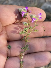 Dalea bicolor
