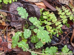 Woodsia obtusa