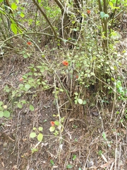 Rhabdothamnus solandri