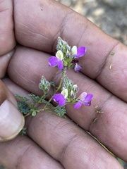 Dalea bicolor