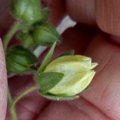 Emmenanthe penduliflora penduliflora