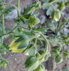 Emmenanthe penduliflora penduliflora