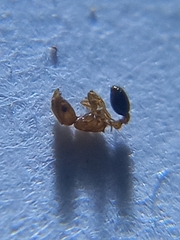 Cardiocondyla minutior