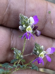 Dalea bicolor
