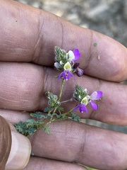 Dalea bicolor
