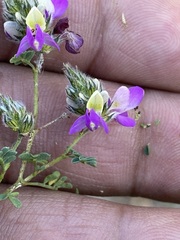 Dalea bicolor