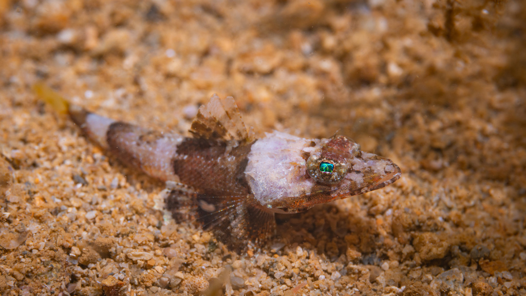 Notched flathead (Onigocia macrolepis) — Platycephalidae