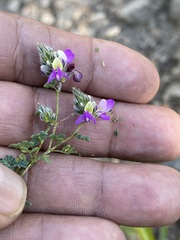 Dalea bicolor