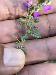 Dalea bicolor