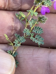 Dalea bicolor