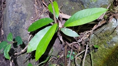 Machilus