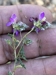 Dalea bicolor