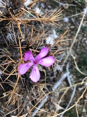 Dianthus