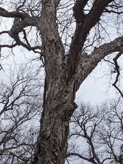 Carya illinoinensis