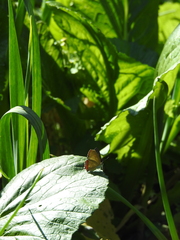 Heliophorus epicles