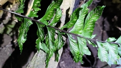 Hymenasplenium excisum