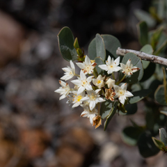 Pomaderris myrtilloides