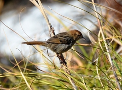 Cisticola lais